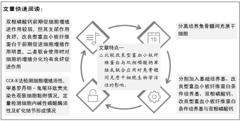 改良型富血小板纤维蛋白复合双相磷酸钙可促进兔骨髓间充质干细胞的活性