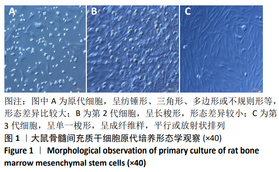 原代培养24 h后可见少量细胞贴壁生长,细胞呈纺锤形,三角形,多边形或