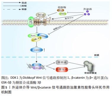 Regulatory mechanism of exosomes in signal communication network 